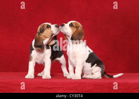 Beagle Welpen Stockfoto