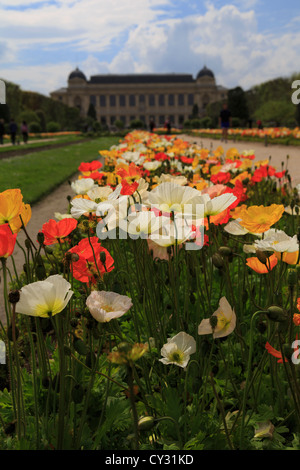 Mohnblumen im Botanischen Garten, Paris Stockfoto