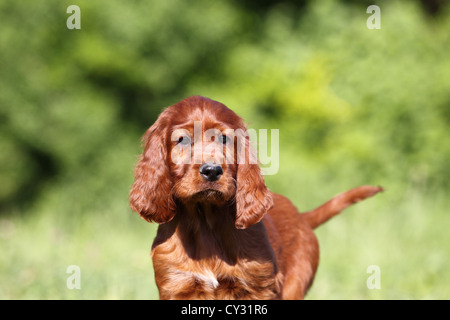 Irish Red Setter Welpen Stockfoto