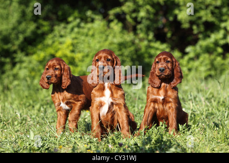 Irish Red Setter Welpen Stockfoto