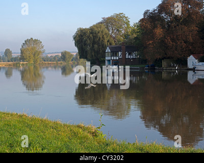 Themse in Cookham, Berkshire. Ein Schwan fliegt niedrig über dem Wasser in den frühen Morgenstunden im Herbst. Stockfoto