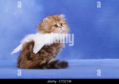 Perser Kätzchen Stockfoto