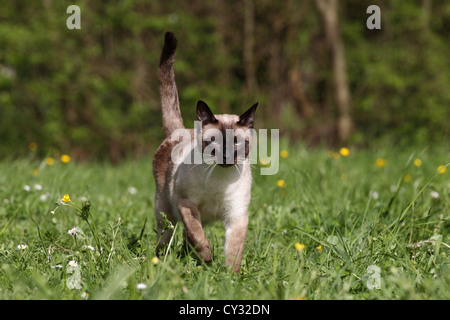 Siamesische Katze Stockfoto