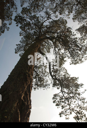 Niedrigen Winkel Ansicht der Baum an den Helford Durchgang, Cornwall Stockfoto