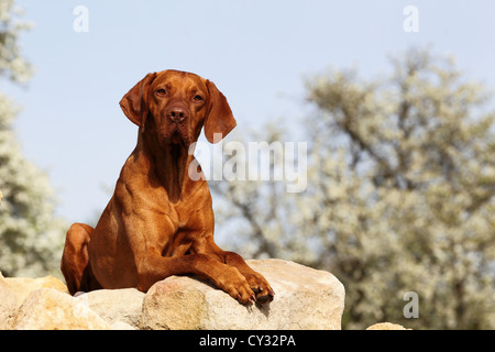 liegenden Magyar Vizsla Stockfoto