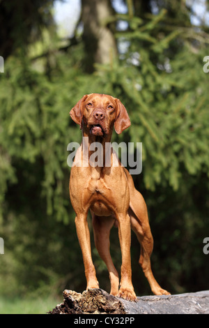 stehende Magyar Vizsla Stockfoto