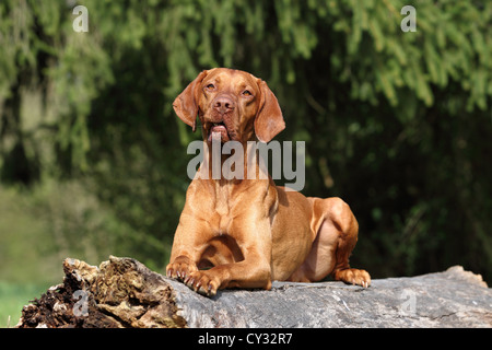 liegenden Magyar Vizsla Stockfoto