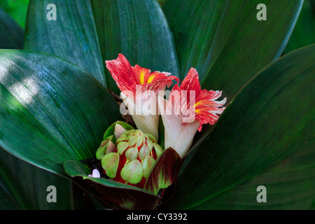 Oxblood Ingwer, Costus Erythrophylus Stockfoto