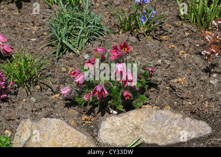 Rosa Küchenschellen in ein Blumenbeet Frühling. Pulsatilla Vulgaris Kuhschelle Stockfoto