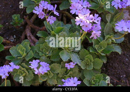 Primula Marginata. Weiche lila Blumen und auffallend gezahnten Blätter in Rosetten. Stockfoto