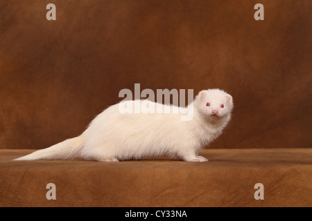 Red eyed Albino Frettchen in einem Käfig auf der Hundeausstellung in