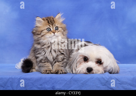Perser Kätzchen und Mischling Stockfoto