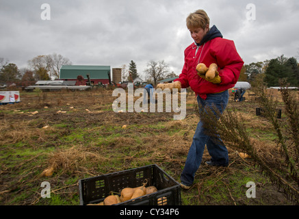 Freiwillige sammeln übrig gebliebenen Squash aus einem Acker für den Vertrieb Suppenküchen und Lebensmittelbanken für jene in Not. Stockfoto