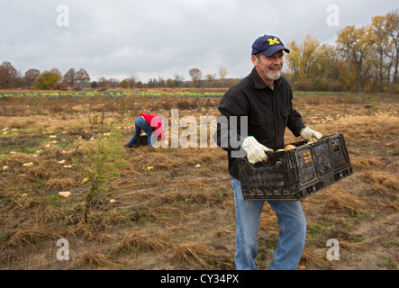 Freiwillige sammeln übrig gebliebenen Squash aus einem Acker für den Vertrieb Suppenküchen und Lebensmittelbanken für jene in Not. Stockfoto