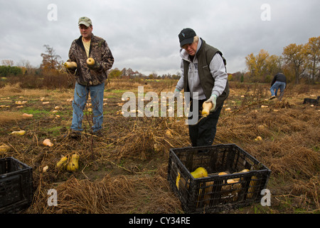 Freiwillige sammeln übrig gebliebenen Squash aus einem Acker für den Vertrieb Suppenküchen und Lebensmittelbanken für jene in Not. Stockfoto