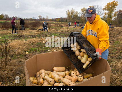 Freiwillige sammeln übrig gebliebenen Squash aus einem Acker für den Vertrieb Suppenküchen und Lebensmittelbanken für jene in Not. Stockfoto