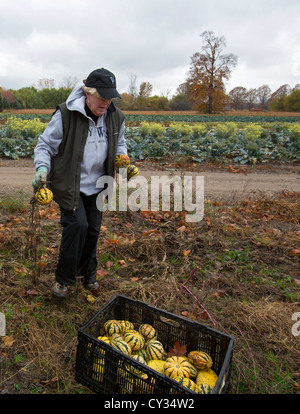 Freiwillige sammeln übrig gebliebenen Squash aus einem Acker für den Vertrieb Suppenküchen und Lebensmittelbanken für jene in Not. Stockfoto