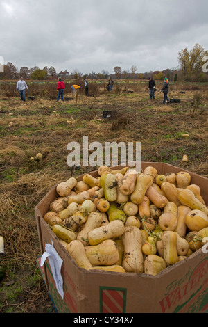 Freiwillige sammeln übrig gebliebenen Squash aus einem Acker für den Vertrieb Suppenküchen und Lebensmittelbanken für jene in Not. Stockfoto