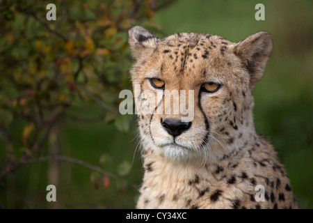 Porträt eines Geparden Stockfoto