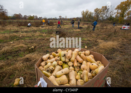 Freiwillige sammeln übrig gebliebenen Squash aus einem Acker für den Vertrieb Suppenküchen und Lebensmittelbanken für jene in Not. Stockfoto