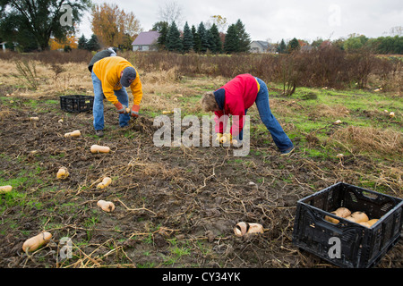 Freiwillige sammeln übrig gebliebenen Squash aus einem Acker für den Vertrieb Suppenküchen und Lebensmittelbanken für jene in Not. Stockfoto