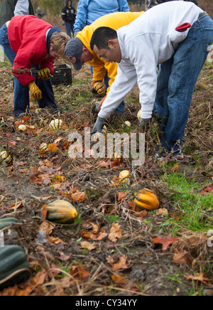 Freiwillige sammeln übrig gebliebenen Squash aus einem Acker für den Vertrieb Suppenküchen und Lebensmittelbanken für jene in Not. Stockfoto