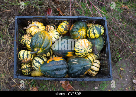 Freiwillige sammeln übrig gebliebenen Squash aus einem Acker für den Vertrieb Suppenküchen und Lebensmittelbanken für jene in Not. Stockfoto