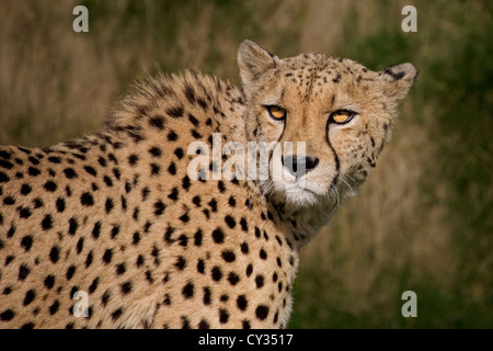 Gepard Stockfoto