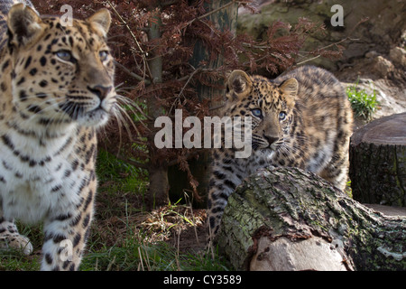 Amur Leoparden, Mutter und 2 Monate alte junge Stockfoto