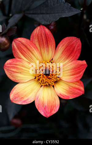 Dahlie, glücklich, einzeln Flamme, Nahaufnahme, RHS Wisley Gardens Surrey, England Stockfoto