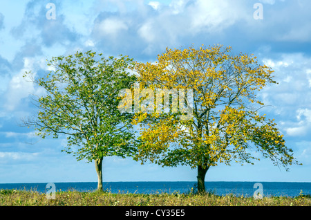 Zwei im Herbst Bäume grün und Gold direkt am Meer Stockfoto