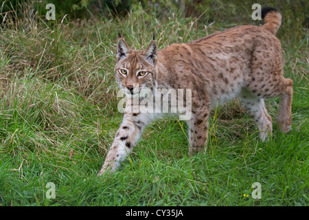 Eurasischer Luchs Stockfoto