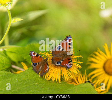 Zwei europäische Pfau Schmetterlinge auf eine gelbe aster Stockfoto