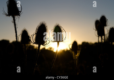 Disteln Silhouette gegen den Sonnenuntergang genießen Sie Berrington Obstgarten, Tenbury Wells, Worcestershire. Stockfoto