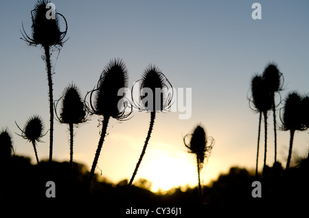 Disteln Silhouette gegen den Sonnenuntergang genießen Sie Berrington Obstgarten, Tenbury Wells, Worcestershire. Stockfoto