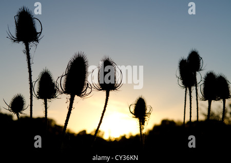 Disteln Silhouette gegen den Sonnenuntergang genießen Sie Berrington Obstgarten, Tenbury Wells, Worcestershire. Stockfoto