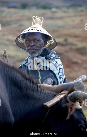 Älterer Mann mit traditionellen Hut und Basotho Decke mit Ochsen. Stockfoto