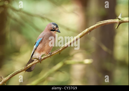 Eichelhäher (Garrulus Glandarius) sitzt auf einem Ast in den Wäldern am Formby, Merseyside. England Stockfoto