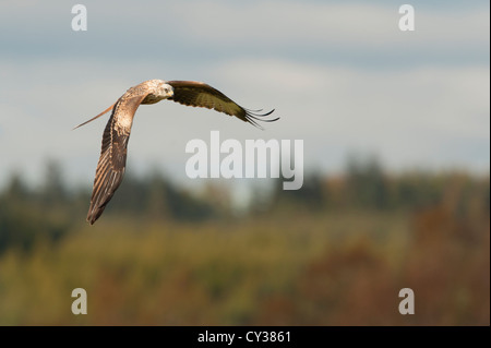 Rotmilan (Milvus Milvus) fotografiert an der Futterstelle in Dumfries & Galloway. Stockfoto