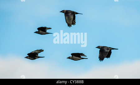 Rotmilan (Milvus Milvus) fotografiert an der Futterstelle in Dumfries & Galloway. Stockfoto