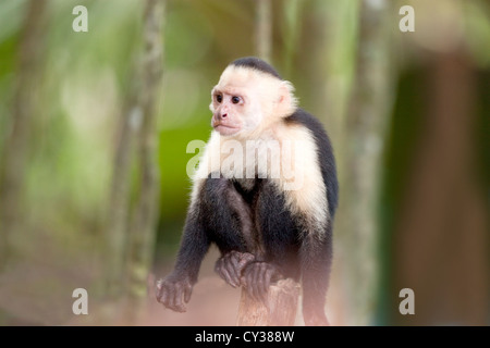 Kapuziner-Affen - Manuel Antonio Park, Costa Rica. Stockfoto