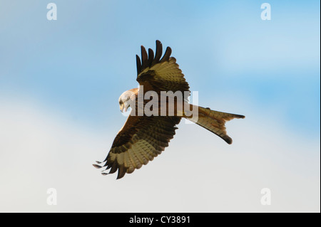 Rotmilan (Milvus Milvus) fotografiert an der Futterstelle in Dumfries & Galloway. Stockfoto