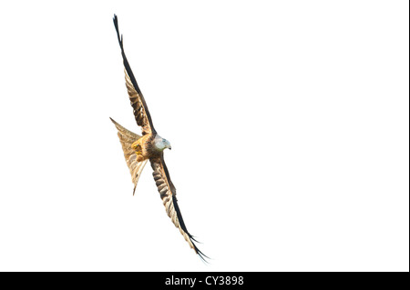 Rotmilan (Milvus Milvus) fotografiert an der Futterstelle in Dumfries & Galloway. Stockfoto