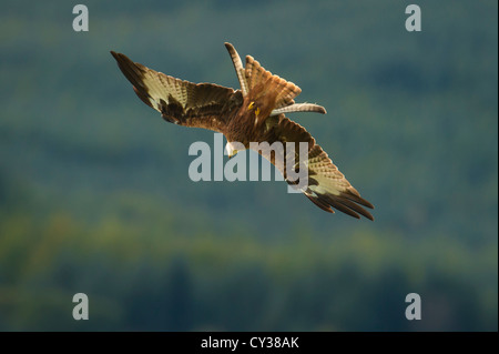 Rotmilan (Milvus Milvus) fotografiert an der Futterstelle in Dumfries & Galloway. Stockfoto