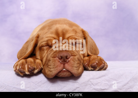 De Bordeaux Dogge Welpen Stockfoto