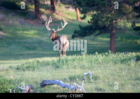Ein Stier Elch im Rocky Mountain National Park, Colorado. Stockfoto