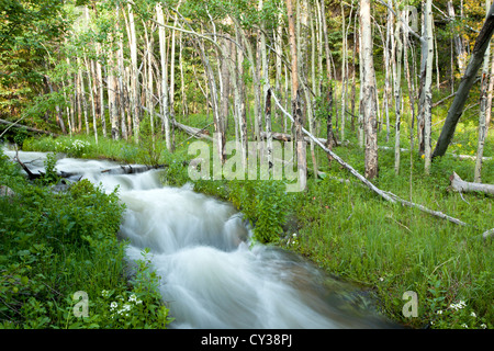 Ein Stream läuft durch einen Wald von Colorado. Stockfoto