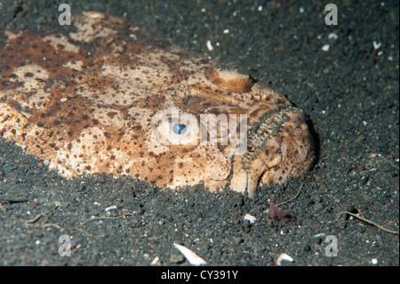 Ein Whitemargin Stargazer vergraben im Sand in der Lembeh Strait, Nord-Sulawesi. Stockfoto