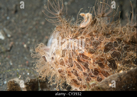 Eine haarige Anglerfisch mit geöffneten Mund und Köder sichtbar in der Lembeh Strait, Nord-Sulawesi. Stockfoto