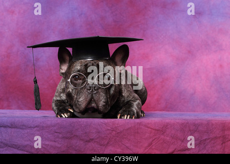 Französische Bulldogge liegend Stockfoto